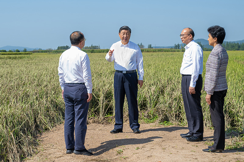 9月6日至8日，中共中央總書(shū)記、國(guó)家主席、中央軍委主席習(xí)近平在黑龍江考察。這是7日上午，習(xí)近平在遭受洪澇災(zāi)害的哈爾濱尚志市老街基鄉(xiāng)龍王廟村，察看水稻受災(zāi)情況。